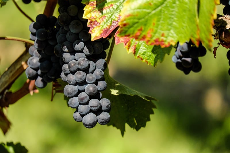 Gossipy Grapevine